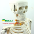 SKELETON05 (12365) Medical Science Middle Skeleton Anatomy Model with Spinal Nerve, 85cm Skeleton Model ,Best Gift for Doctor